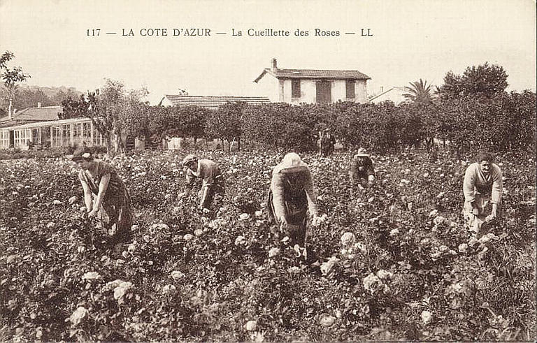 117. LA COTE D'AZUR - LA CUEILLETTE DES ROSES
