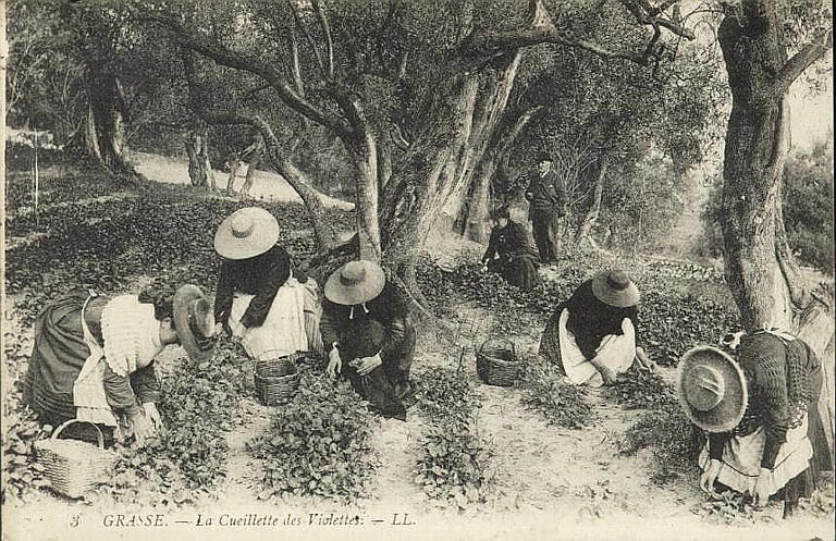 3. GRASSE - LA CUEILLETTE DES VIOLETTES