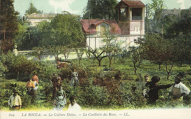 629. LA BOCCA - LA CULTURE DALOU - LA CUEILLETTE DES ROSES