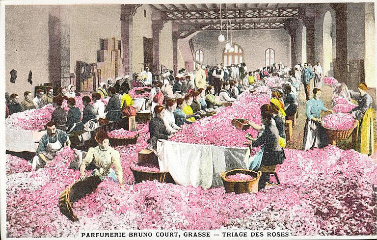 PARFUMERIE BRUNO COURT, GRASSE - TRIAGE DES ROSES