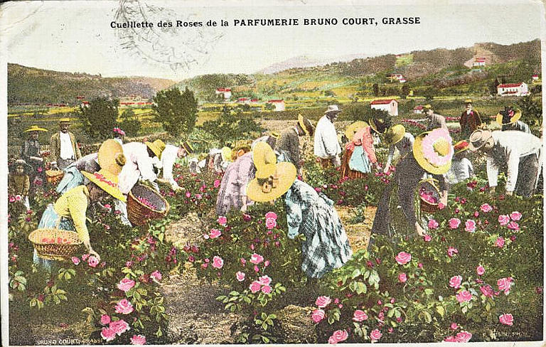CUEILLETTE DES ROSES DE LA PARFUMERIE BRUNO COURT, GRASSE