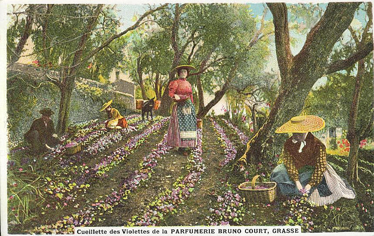 CUEILLETTE DES VIOLETTES DE LA PARFUMERIE BRUNO, GRASSE