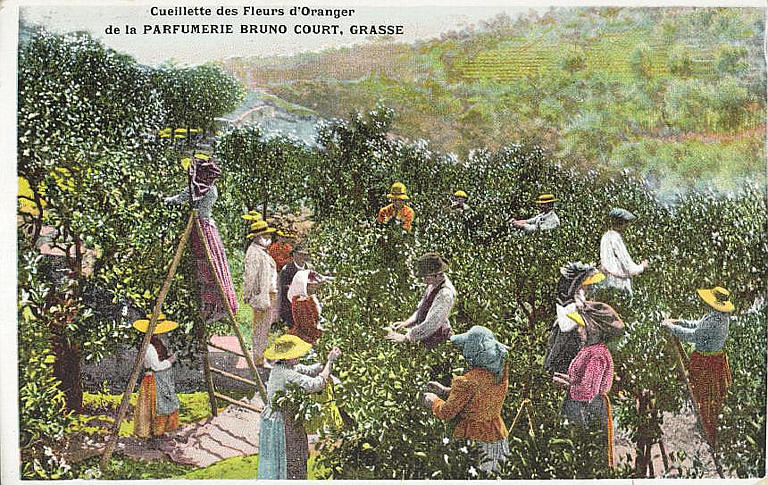 CUEILLETTE DES FLEURS D'ORANGER / DE LA PARFUMERIE BRUNO COURT, GRASSE