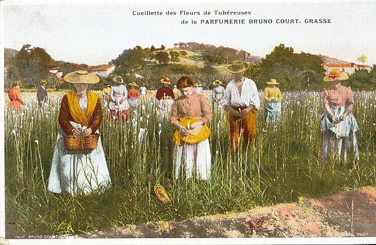 CUEILLETTE DES FLEURS DE TUBEREUSES / DE LA PARFUMERIE BRUNO COURT, GRASSE