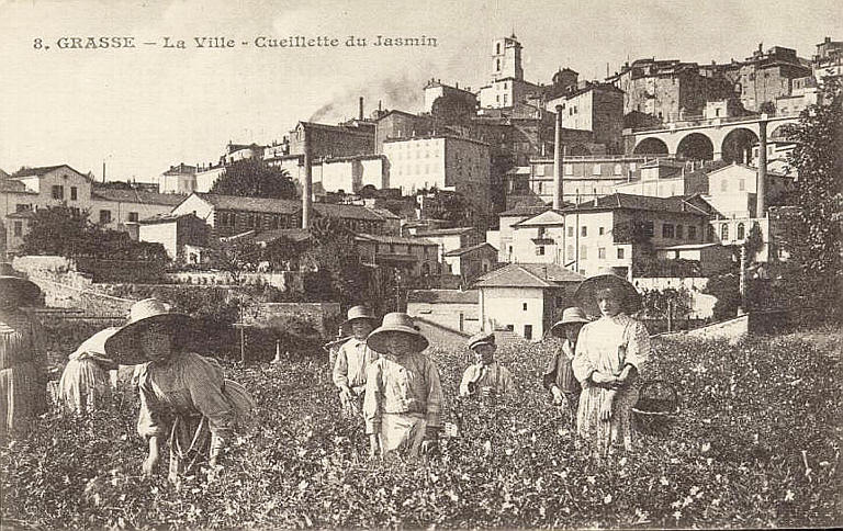 8. GRASSE - LA VILLEE - CUEILLETTE DU JASMIN