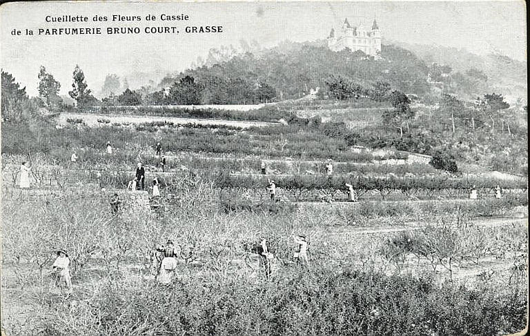 CUEILLETTE DES FLEURS DE CASSIE / DE LA PERFUMERIE BRUNO COURT, GRASSE