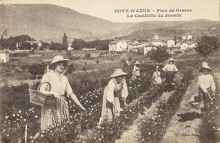 COTE D'AZUR - PLAN DE GRASSE - LA CUEILLETTE DU JASMIN