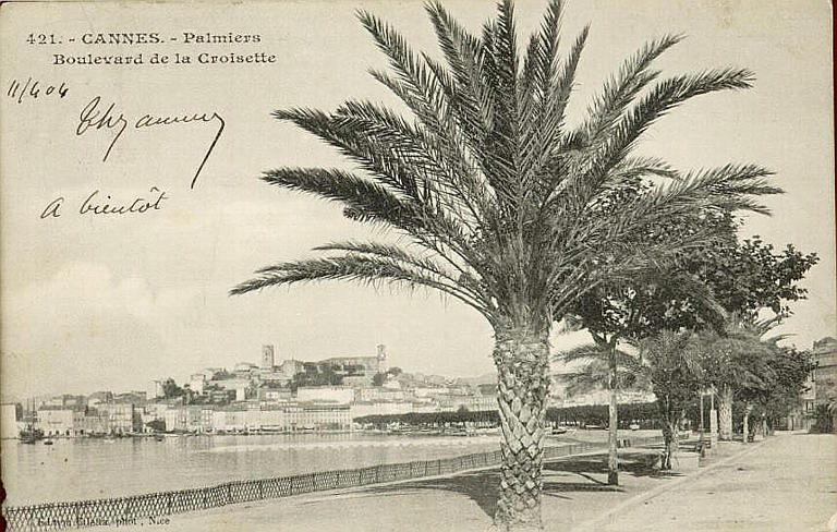 421 - CANNES- PALMIERS - BOULEVARD DE LA CROISETTE