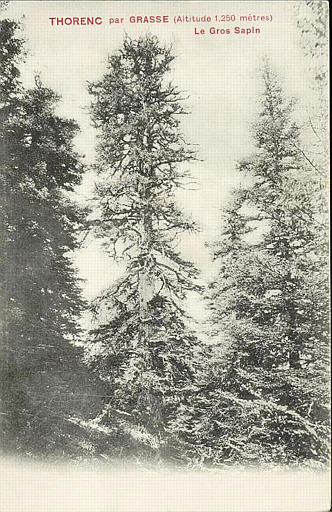 THORENC PAR GRASSE (ALTITUDE 1250 METRES) - LE GROS SAPIN