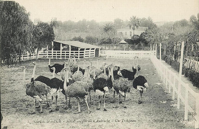 1 COTE-D'AZUR - NICE - FERME D'AUTRUCHE - UN TROUPEAU