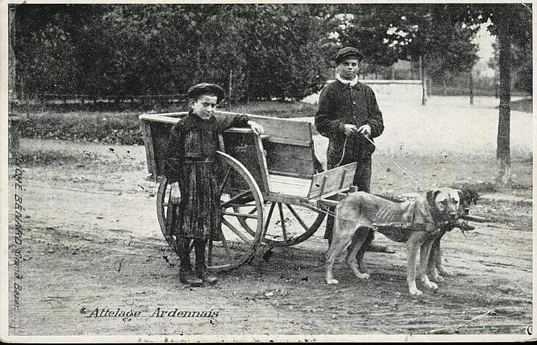 Attelage Ardennais