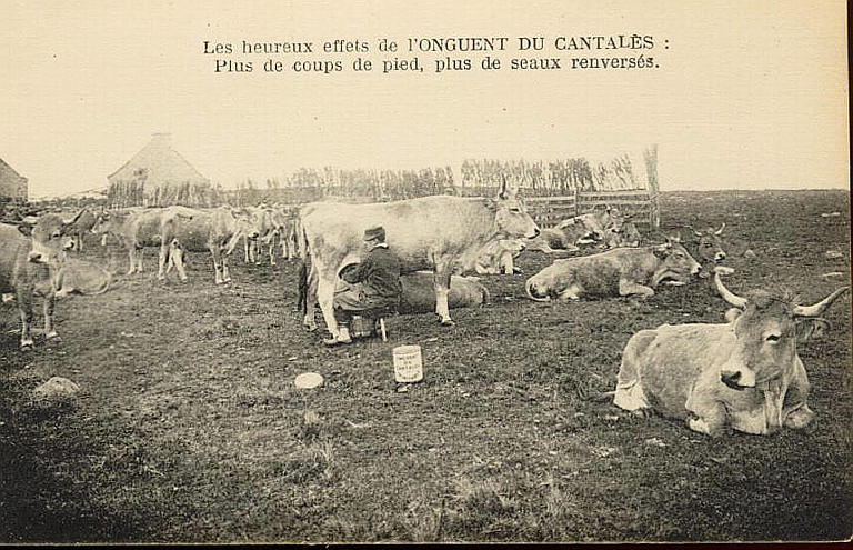 LES HEUREUX EFFETS DE L'ONGUENT DU CANTALES