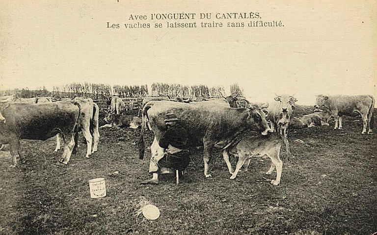 AVEC L'ONGUENT DU CANTALES, LES VACHES SE LAISSENT TRAIRE SANS DIFFICULTE