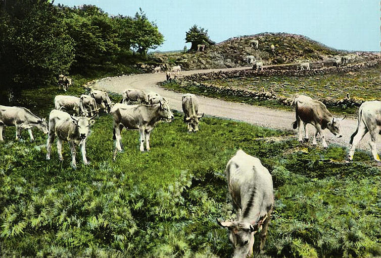 TROUPEAUX SUR LES MONTS D'AUBRAC