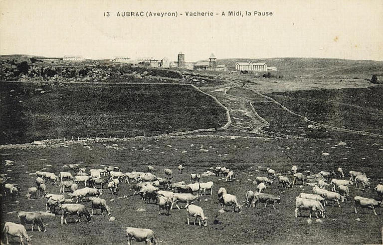 13 AUBRAC (AVEYRON) - VACHERIE - A MIDI, LA PAUSE