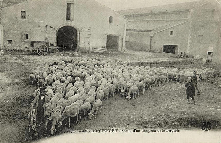 AVEYRON - 394 - SORTIE D'UN TROUPEAU DE LA BERGERIE