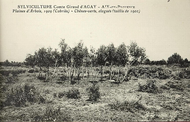 SYLVICULTURE COMTE GIRAUD D'AGAY - AIX-EN-PROVENCE - PLAINES D'ARBOIS, 1909 (CABRIES ) - CHENES-VERTS, ELAGUES (TAILLIS DE 1900)