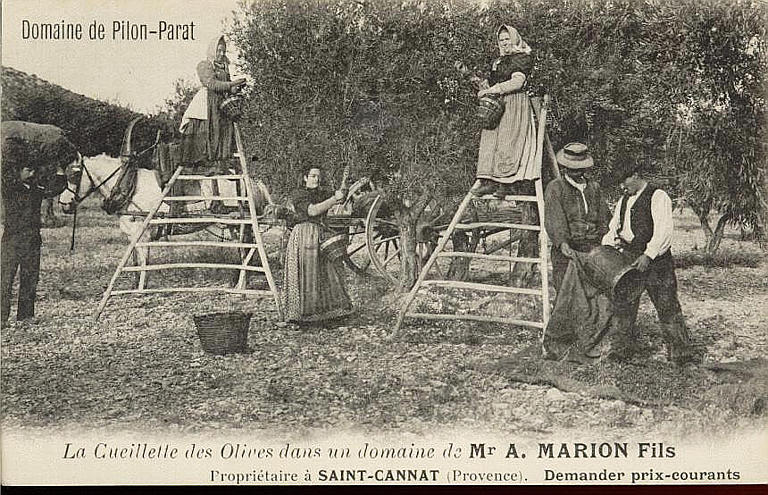 DOMAINE DE PILON-PARAT - LA CUEILLETTE DES OLIVES DANS UN DOMAINE DE MR A. MARION FILS PROPRIETAIRE A SAINT-CANNAT (PROVENCE)