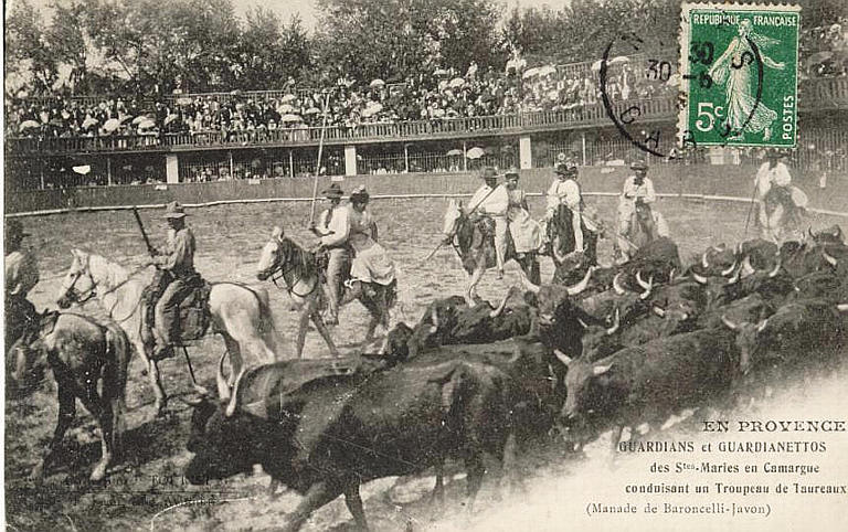 EN PROVENCE - GUARDIANS ET GUARDIANETTOS DES STES-MARIES EN CAMARGUE CONDUISANT UN TROUPEAU DE TAUREAUX