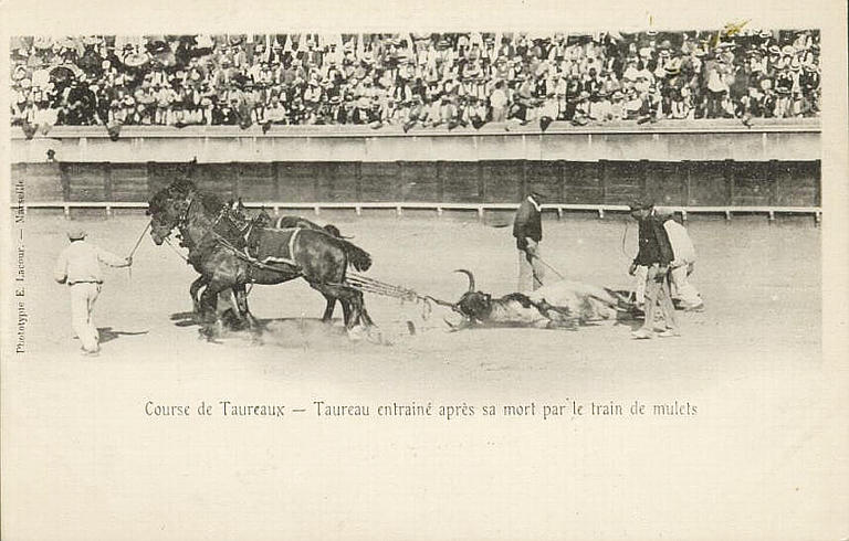 COURSE DE TAUREAUX - TAUREAU ENTRAINE APRES SA MORT PAR LE TRAIN DE MULETS