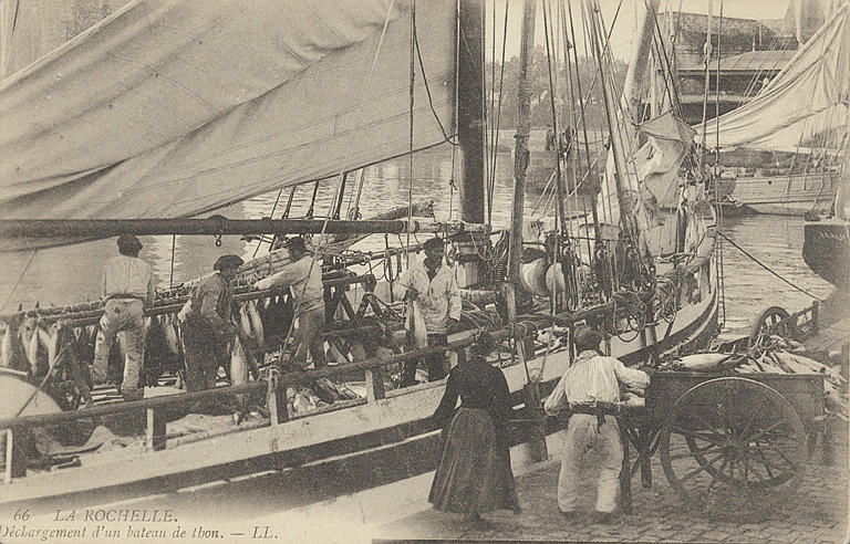 66 LA ROCHELLE - DECHARGEMENT D'UN BATEAU DE THON