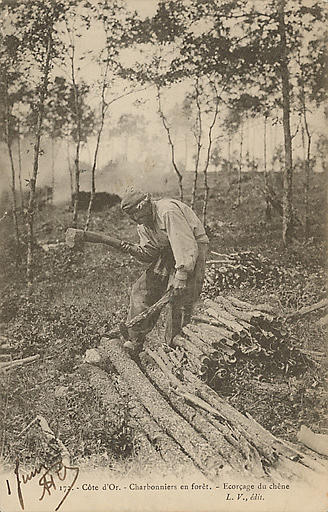 172. - COTE-D'OR. - CHARBONNIERS EN FORET - ECORCAGE DU CHENE