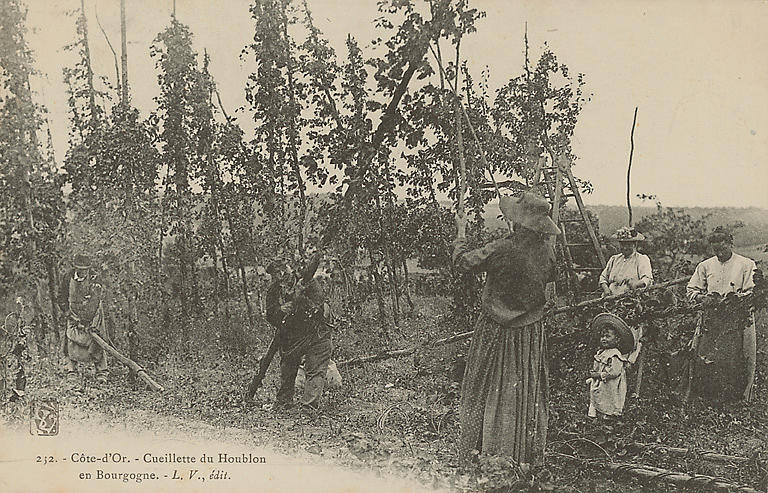 152. - COTE-D'OR. - CUEILLETTE DU HOUBLON EN BOURGOGNE