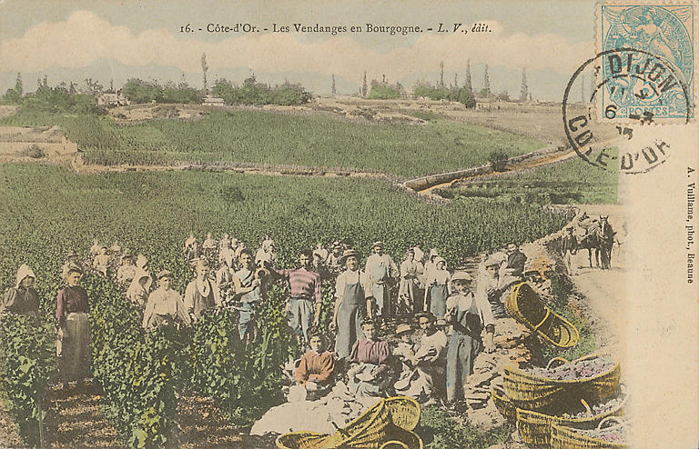 16. - COTE-D'OR. LES VENDANGES EN BOURGOGNE