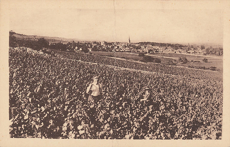 MEURSAULT ET LA COTE DES VINS