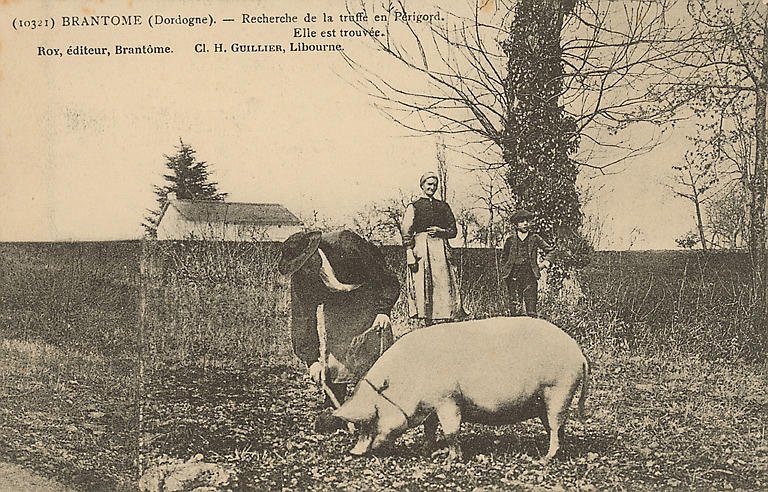 (10321) - BRANTOME (DORDOGNE) - RECHERCHE DE LA TRUFFE EN PERIGORD. ELLE EST TROUVEE
