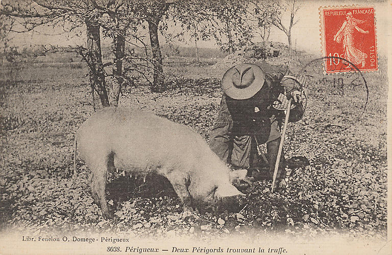 8038. PERIGUEUX - DEUX PERIGORDS TROUVANT LA TRUFFE