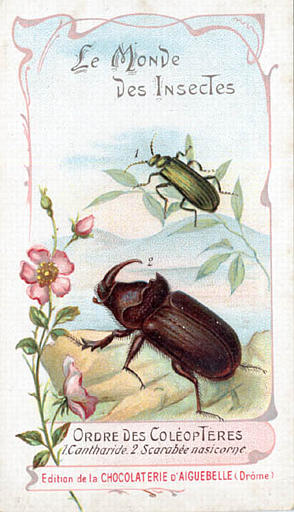 Le monde des insectes (titre inscrit)