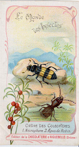 Le monde des insectes (titre inscrit)
