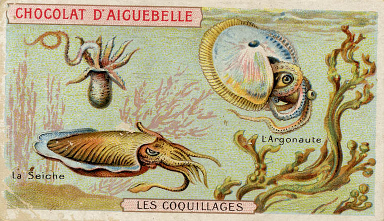 LES COQUILLAGES / La Seiche / L'Argonaute (titre inscrit)