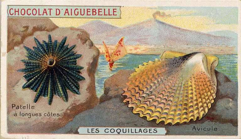 LES COQUILLAGES / Patelle / à longues côtes / Avicule (titre inscrit)