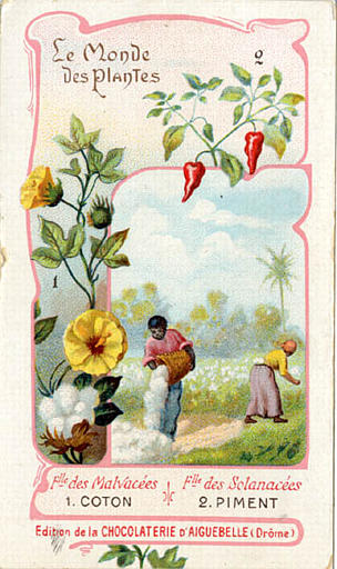 Flle des Malvacées / 1. COTON / Flle des Sclanacées / 2. PIMENT (titre inscrit)