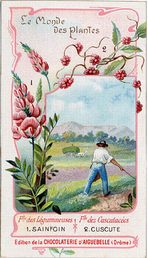 Flle des Légumineuses / 1. SAINFOIN / Flle des Cuscutacées / 2. CUSCUTE (titre inscrit)