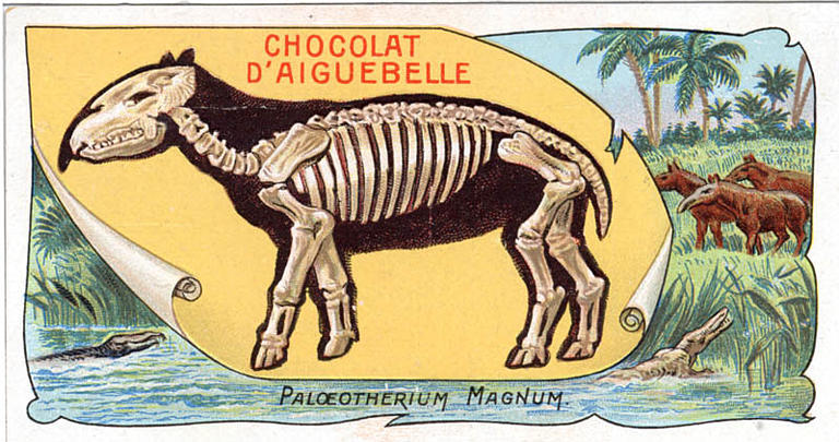 PALOEOTHERIUM MAGNUM (titre inscrit)
