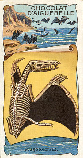 PTERODACTYLE (titre inscrit)