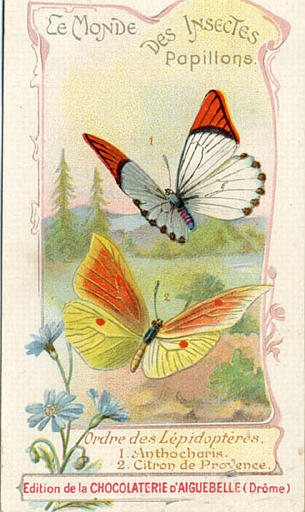 LE MONDE DES INSECTES / Papillons. / Ordre des Lépidoptères. / 1. Anthocharis. / 2. Citron de Provence (titre inscrit)