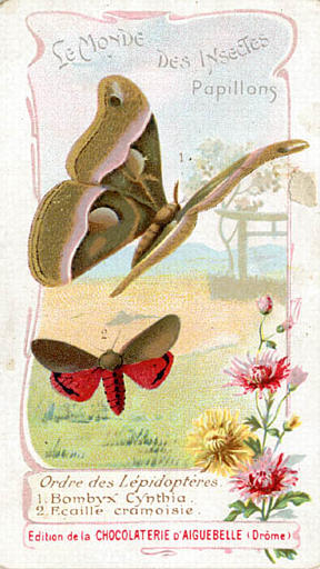 LE MONDE / DES INSECTES / Papillons. / Ordre des Lépidoptères / 1 Bombyx Cynthia / 2 Ecaille cramoisie (titre inscrit)
