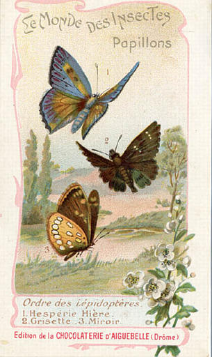LE MONDE DES INSECTES / Papillons. / Ordre des Lépidoptères / 1 Hespérie Hière  / 2 Grisette 3 Miroir (titre inscrit)