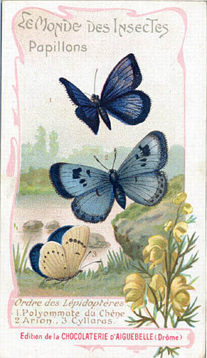 LE MONDE DES INSECTES / Papillons. / Ordre des Lépidoptérès / 1 Polyommate du Chène / 2 Arion 3 Cyllaras (titre inscrit)