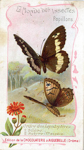 LE MONDE DES INSECTES / Papillons. / Ordre des Lépidopterès / 1 Silène / 2 Satyre (titre inscrit)