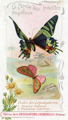 LE MONDE DES INSECTES / Papillons. / Ordre des Lépidoptéres / 1 Uranie Crésus / 2 Phalène Carmin (titre inscrit)