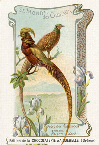 LE MONDE / DES OISEAUX / Ordre des Galinacés / Faisan / Faisan doré(titre inscrit)