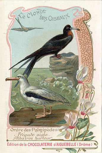 LE MONDE/  DES OISEAUX / Ordre des Palmipèdes / Frégate aigle / Albatros hurleur(titre inscrit)