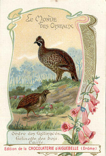 LE MONDE DES OISEAUX / Ordre des  Gallinacées / Gélinotte des bois / Caille(titre inscrit)