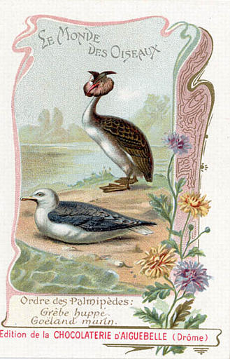 LE MONDE DES OISEAUX / Ordre des Palmipèdes / Grèbe huppé / Goëland marin(titre inscrit)