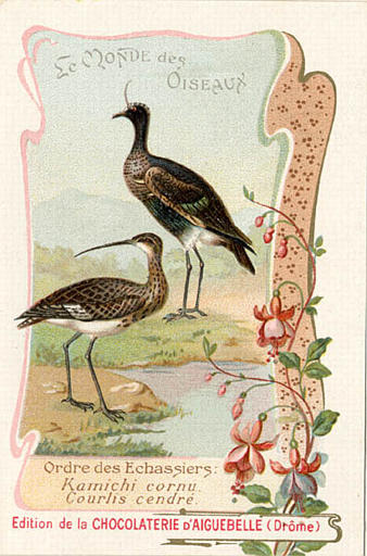 LE MONDE DES OISEAUX / Ordre des Echassiers / Kamichi cornu / Courlis cendré(titre inscrit)
